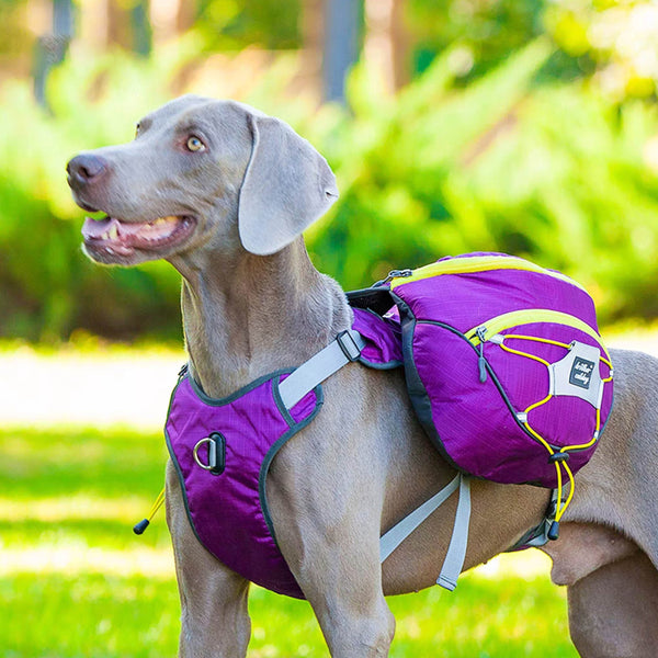 TrailBuddy K9 Pack - PawPattz