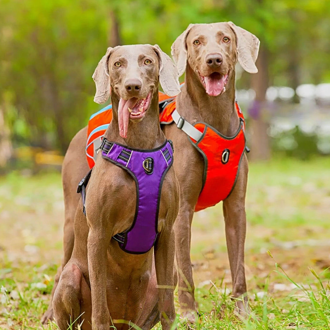 TrailBuddy K9 Pack - PawPattz
