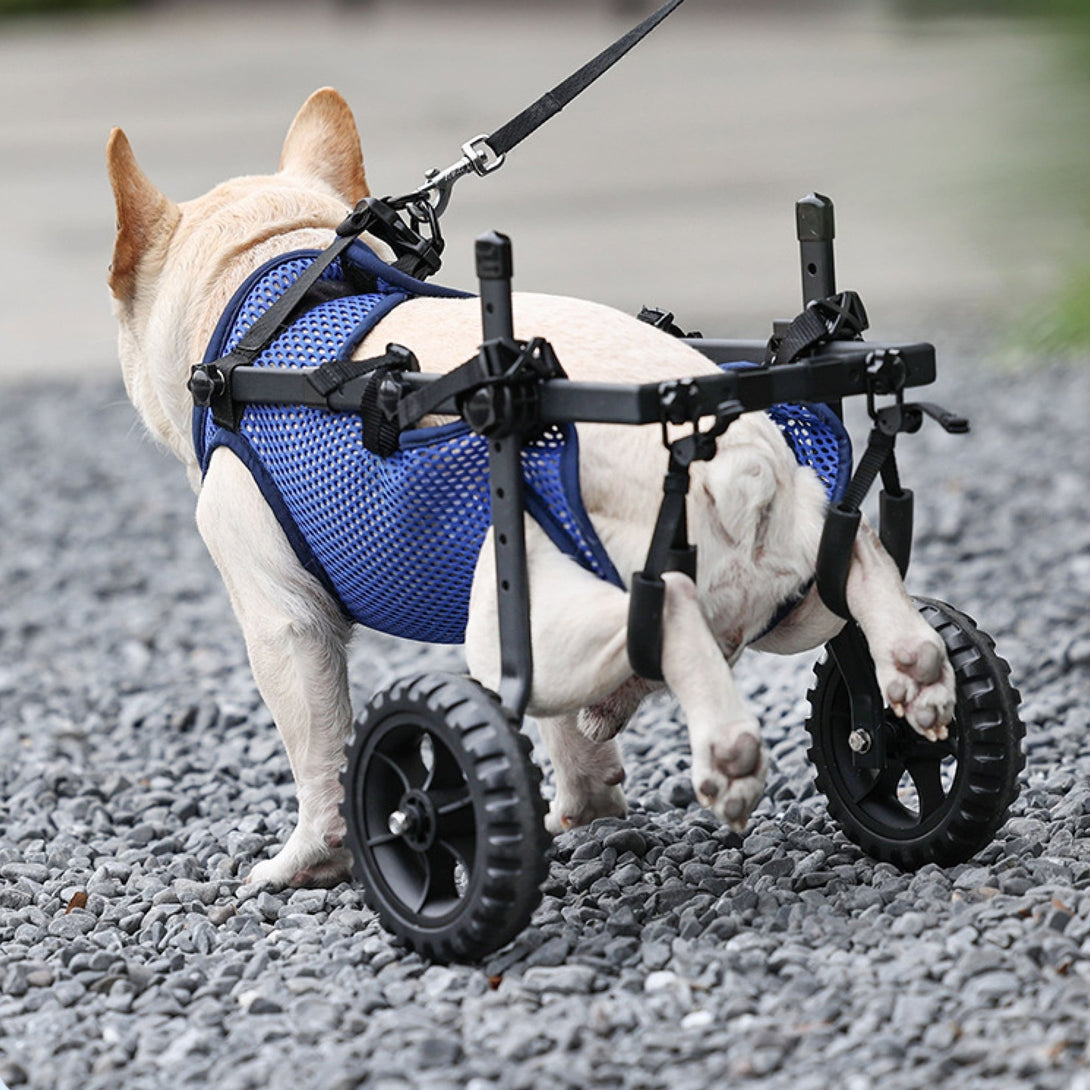 Upgraded Wheelchair for Small Dogs - PawPattz