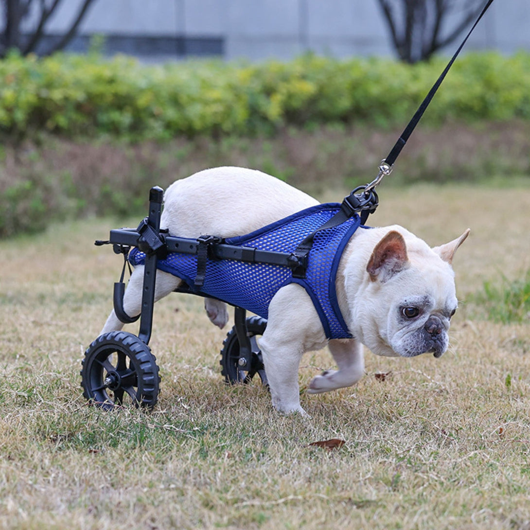 Upgraded Wheelchair for Small Dogs - PawPattz