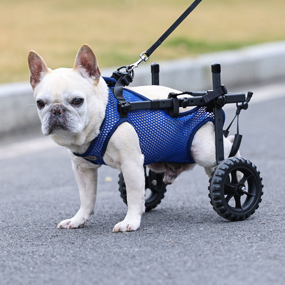 Upgraded Wheelchair for Small Dogs - PawPattz